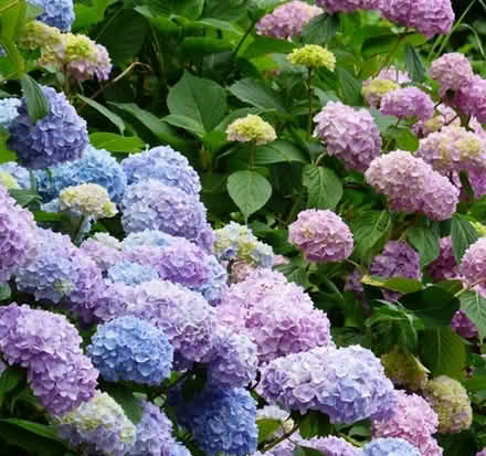 Photo of Hydrangea heads (GU31 Petersfield Heath) #1
