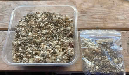 Photo of free Hollyhock seeds (World’s End Burgess Hill) #2