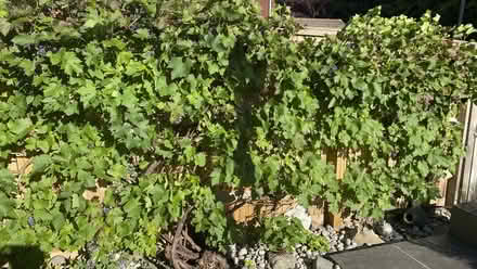 Photo of free PYO Grapes for Winemaking (Prestwood HP16) #2