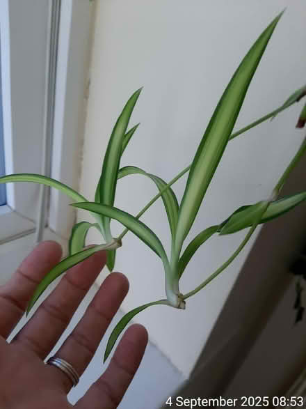 Photo of free 4 CUTTINGS of 'Ocean' spider plant (Edgwarebury Lane) #1