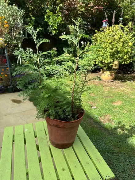 Photo of free Leylandii plants (Maidstone ME17) #1