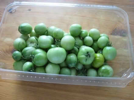 Photo of free Green Tomatoes - 3 pounds (Gaithersburg - Darnestown area) #1
