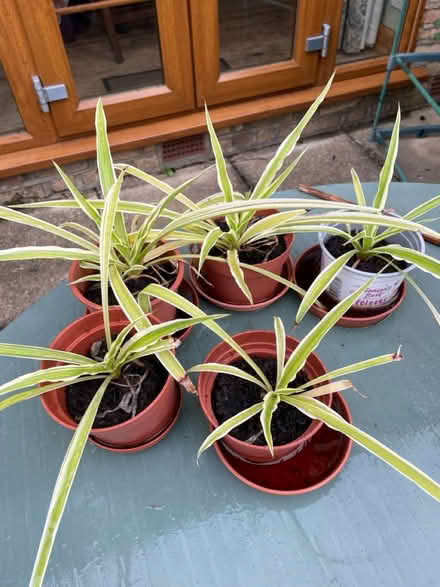 Photo of free Spider Plants (West Barnes, KT3) #1