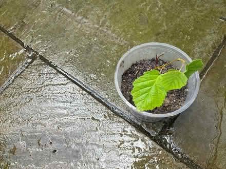 Photo of free 2 Hazel seedlings (Worlds End Burgess Hill) #1