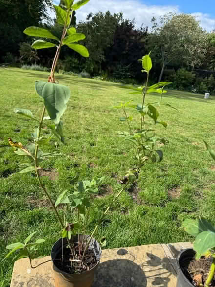 Photo of free Rudbeckia (Sevenoaks TN13) #1