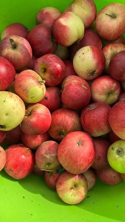 Photo of free Apples - good for eating and crumble (Lexden CO3) #1