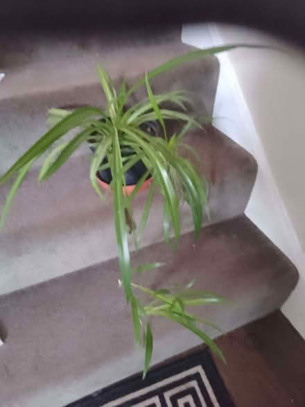 Photo of free Peace lily (CO13) #2