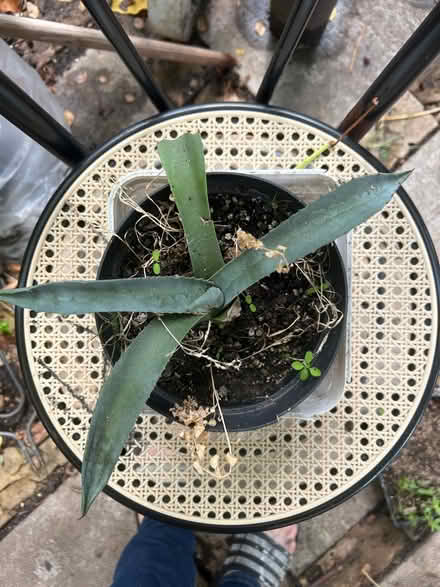 Photo of free Spiky plant (Bethnal Green E1) #1