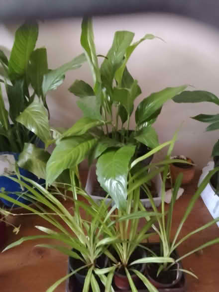 Photo of free Peace lily (CO13) #1