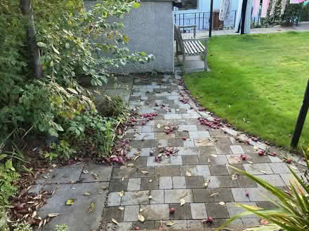 Photo of free Plums for jam? (Dysart KY1) #3