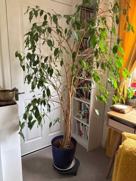 Photo of free Tall plants (Portobello EH15) #1