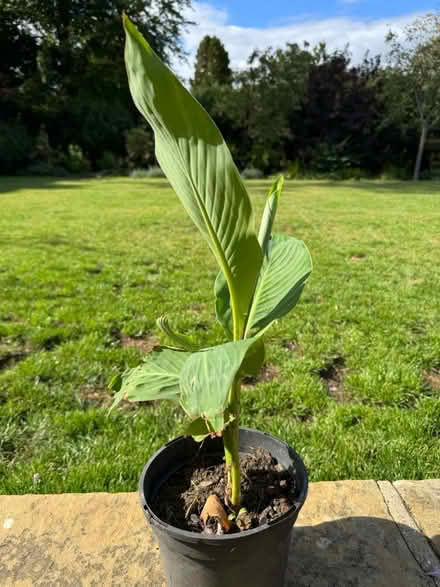 Photo of free Canna (Sevenoaks TN13) #1