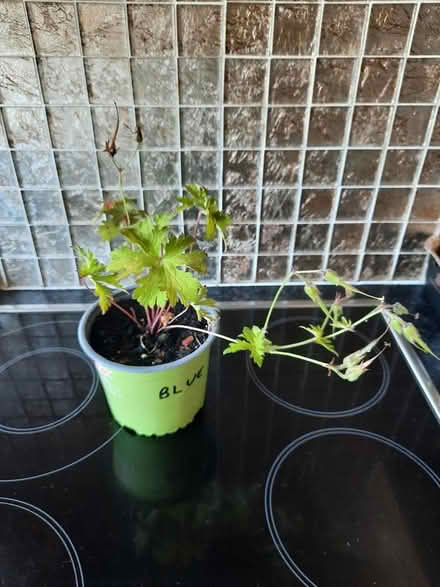 Photo of free Geranium Johnsons Blue (Morden SM4) #2