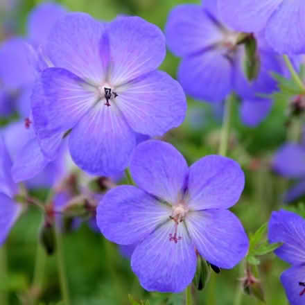 Photo of free Geranium Johnsons Blue (Morden SM4) #1