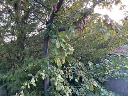 Photo of free Plums for jam? (Dysart KY1) #2