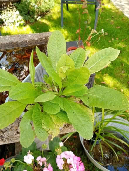 Photo of free Last chance Teasle plants. (Temple Cowley OX4) #1