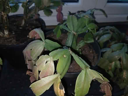 Photo of free Thanksgiving Cactus Plants (Saltaire BD18) #3