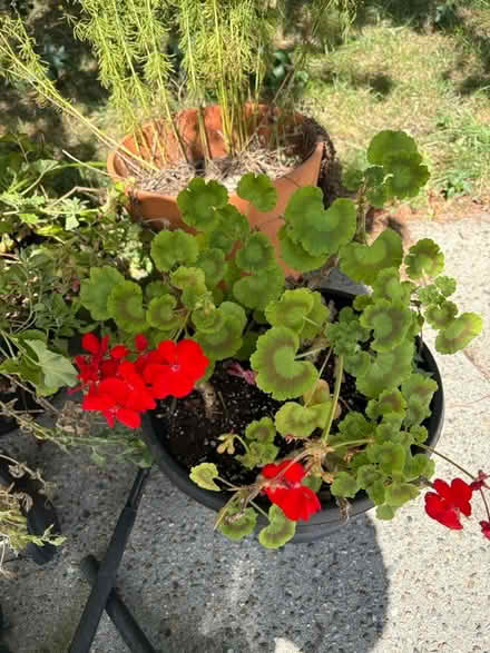 Photo of free Coreopsis, geraniums, mixed plants (Roxbury) #3