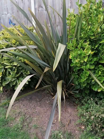 Photo of free Phormium plant (Malvern Hills WR14) #2