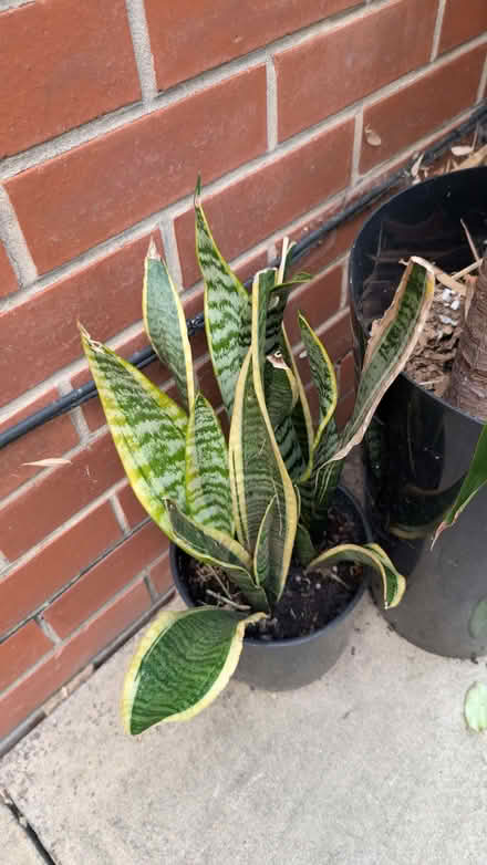 Photo of free Large yukka tree and snake plant. (Belle Vue WF1) #1