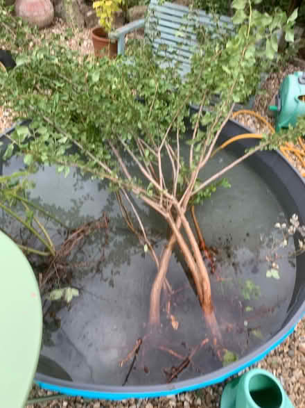 Photo of free Plum tree saplings (Acomb Park YO24) #1