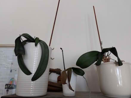 Photo of free Three unhappy orchids (St Helens TN35) #1