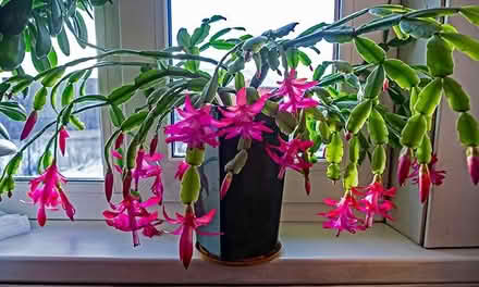 Photo of free Thanksgiving Cactus Plants (Saltaire BD18) #4