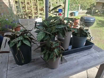 Photo of free Five houseplants (Didcot, Ladygrove, OX11) #1