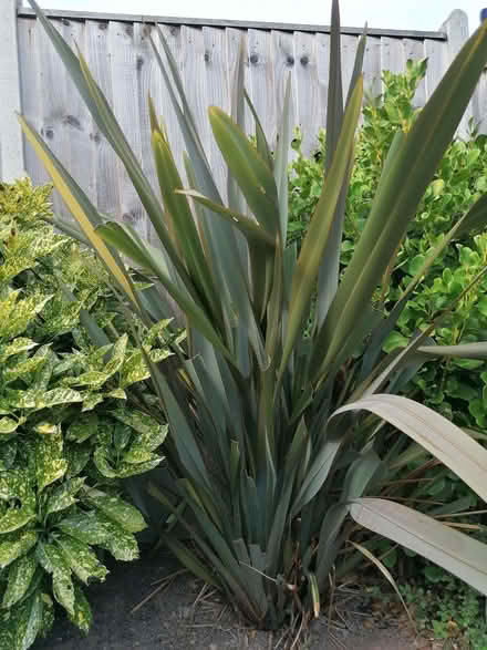 Photo of free Phormium plant (Malvern Hills WR14) #1