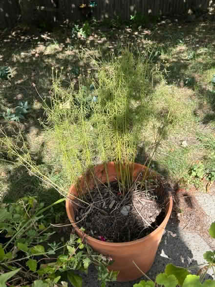 Photo of free Coreopsis, geraniums, mixed plants (Roxbury) #2