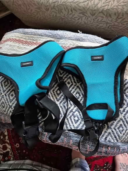 Photo of free 2 dog harness (Rm3 0gd) #1