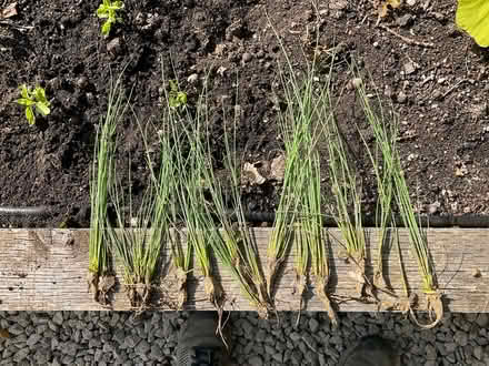 Photo of free Hard rush - pond plant (Worlds End Burgess Hill) #1
