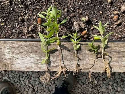 Photo of free Purple loosestrife plants (Worlds End Burgess Hill) #1
