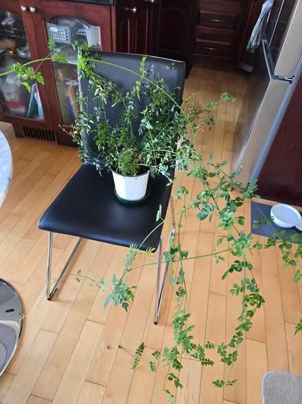 Photo of free Common jasmine plant (Vanier north) #1