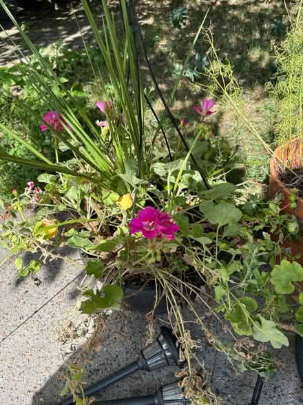 Photo of free Coreopsis, geraniums, mixed plants (Roxbury) #1