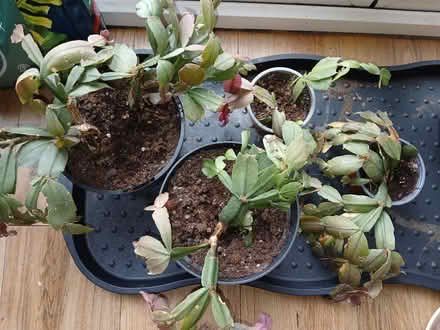 Photo of free Thanksgiving Cactus Plants (Saltaire BD18) #2