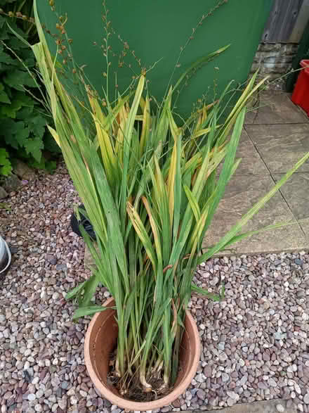 Photo of free Crocosmia corms (Netherfield, Kendal LA9) #1