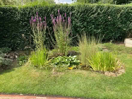 Photo of free Purple loosestrife plants (Worlds End Burgess Hill) #3