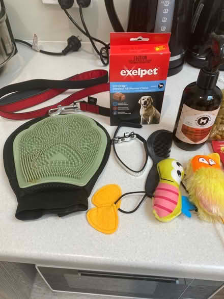 Photo of free dog/puppy bundle (Canberra/Queanbeyan) #2