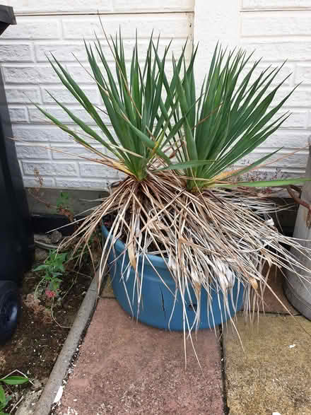 Photo of free Spiky plant (Baldock) #1