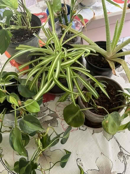 Photo of free House plants (Jackson) #1