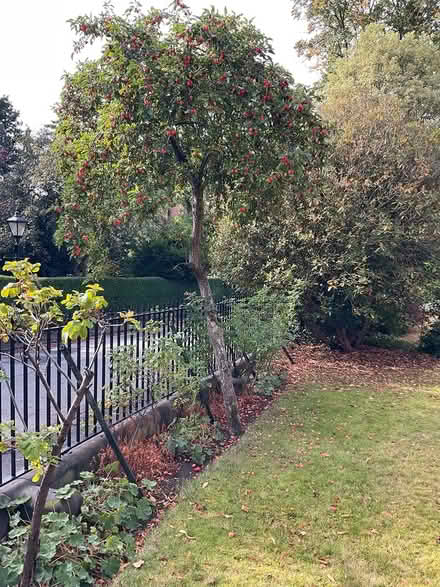 Photo of free Crab apples (Garston, Liverpool) #1
