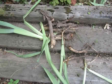 Photo of free purple flag iris tubers (Finchley N12) #1