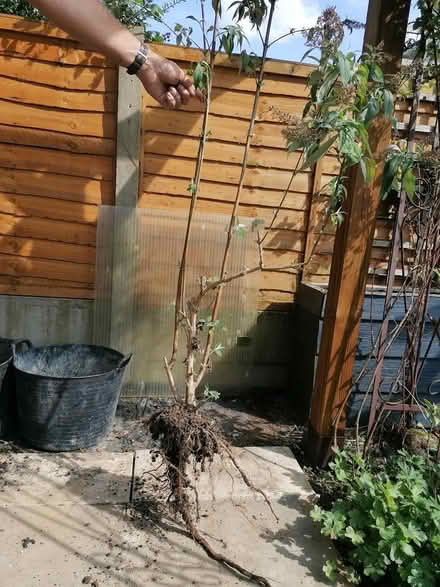 Photo of free Sedum (Horsham) #2