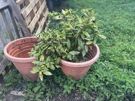 Photo of free Japanese laurel potted (SM5) #1