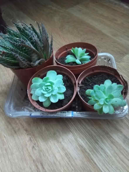 Photo of free Succulent plants (Birkenhead) #2