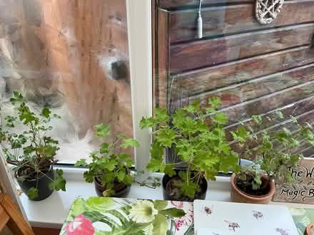 Photo of free Scented geraniums (LA3 Morecambe) #1