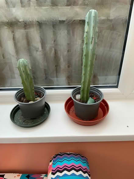 Photo of free 2 tall cacti (LA3 Morecambe) #1