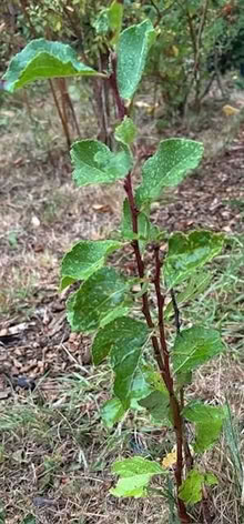 Photo of free Several young fruit trees (plum or pear or gages?) (Wolverton MK12) #1