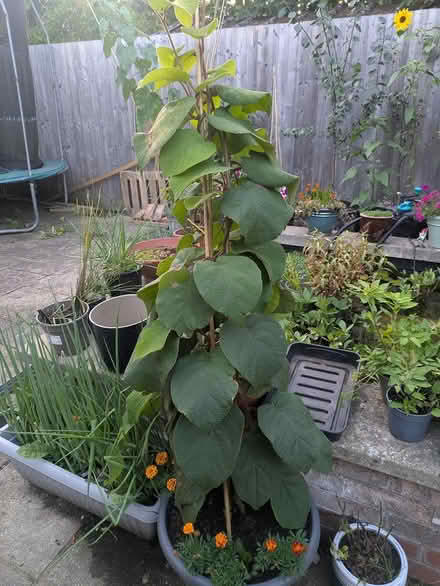 Photo of free 2 yr old kiwi vine (Castlepoint BH8) #1